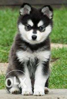 KENNEL 000 Siberian husky blue eye puppy
