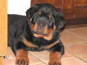 KENNEL 000 rottweiler puppies from gud blood