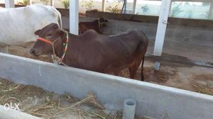 Kapila cow (bellow one year) for sale