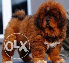 Kennel 000 at chinas Tibetan mastiff puppy QualityHome