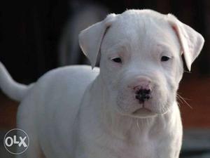 Kennel  Dogo argentino super linges puppy kci paperss