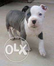 Kennel quality Pakistani bully pupsdog for sell
