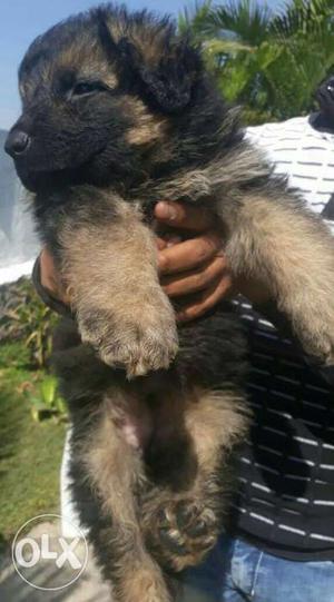 King breed puppies for sell (german shepherd)