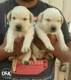 Labarador show quality Puppies available at