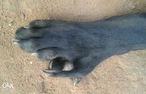 Labor dog.. three months.. 23 fingers. 