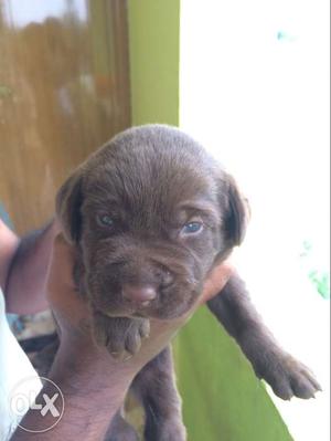 Labrador Dog Choco colour male for sale only 40