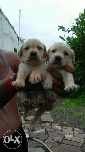 Labrador fawn colour puppies available adorable