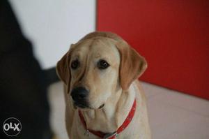 Labrador female 1 year 5days old trained dog very