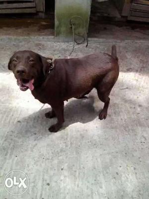 Labrador female dog for sale just 1.5 year old