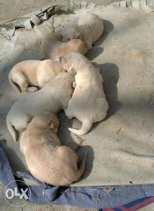 Labrador male and female puppies at low price.