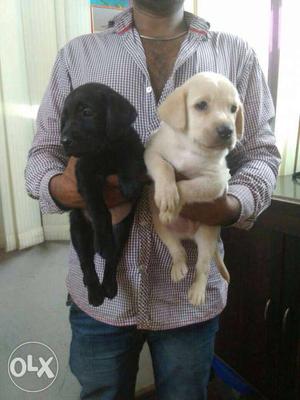 Labrador puppies available all breeds Available