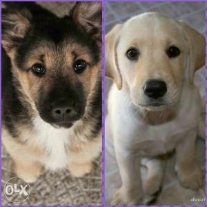 Labrador puppy and jarman shepherd puppy for sale