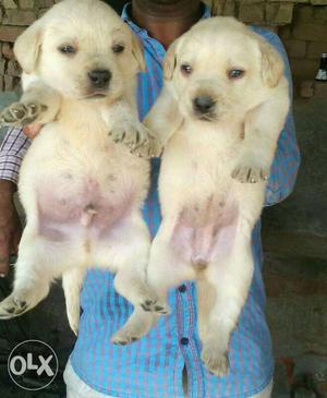 Labrador white colour puppies available all