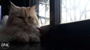 Larah on sale very beautiful playfull persian cat