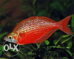 Large Red Rainbow Fish for sale