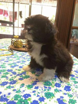 Lhasa apso 2 months female puppy, healthy nd vaccinated,