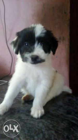 Lhasa apso male only one is available.. contact.