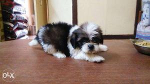 Lhasa apso puppies available all breeds dog