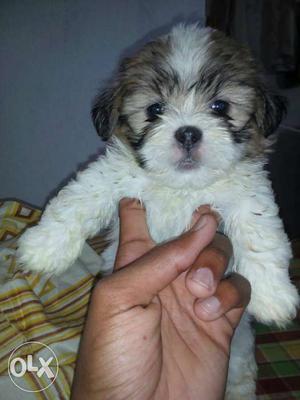 Lhasa apso puppies available male and female