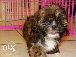 Lhasa apso puppies brown color puppies available