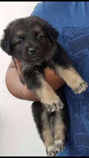 Long coat gsd female puppies