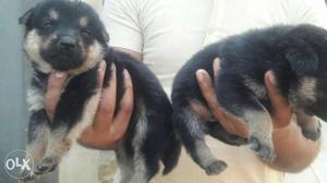 Long coat very heavy g..s..d puppy for sell for