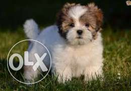 Looking to buy a Lasha Apso/Shih Tzu puppy