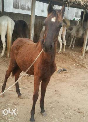 Maarvaad female horse 6 to 7 month full black