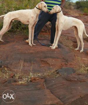 Magnificent Quality Indian Breed Mudhol hound