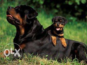 Mahogany Rottweiler And Puppy