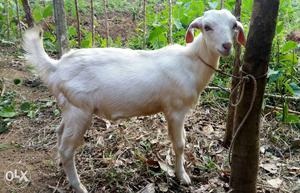 Malabari Male goat, 5 Months old, Fixed rate
