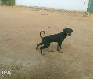 Male 1.5 months old Kanni puppy available