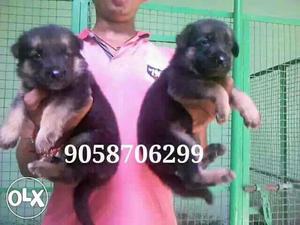 Male female available top line bread pups male