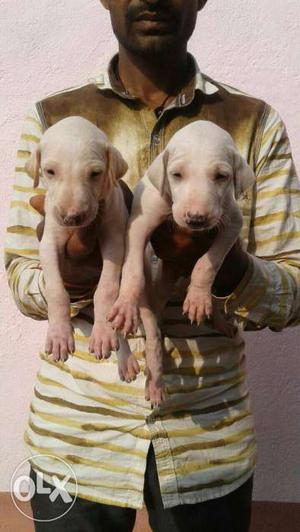 Mudhol hound puppies for sale