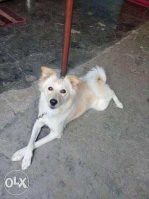 My Pomeraon Female Dog 2.6 year.. urgent sell,