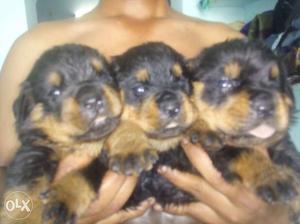 My home rottweiler puppies available. Hurry up