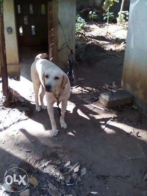 One year Labrador male