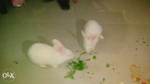 Pair white rabbits only 700