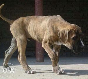 Pak bully male pup for sale