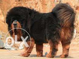 Pedigree Tibetan mastiff pupps in kennel 000