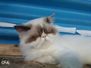 Persian cat female Punch face Colour point With 3