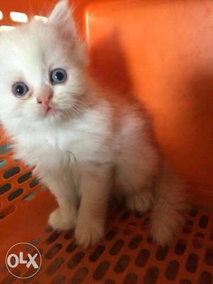 Persian kitten available white colour kitten male