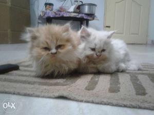 Persian kittens pair,double coat fur healthy and