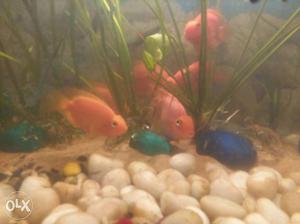 Pink And Orange Aquarium Fishes