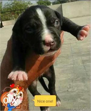 Pitbull female pup blue eyes full heavy bnu