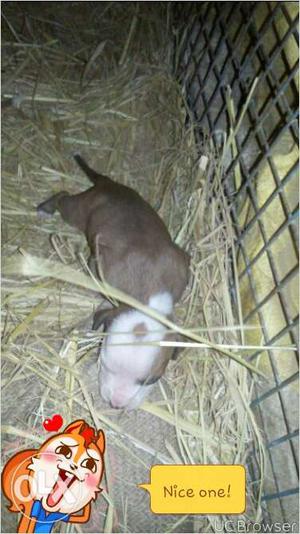 Pitt bull xxl size pup's available in low price