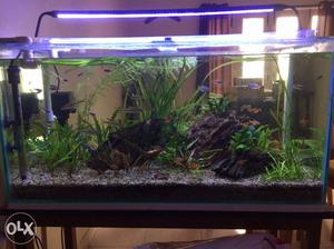 Planted Aquarium 36 inch length, 17 inch width,