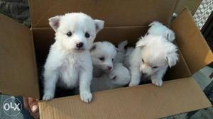 Pomerian puppy for sale.