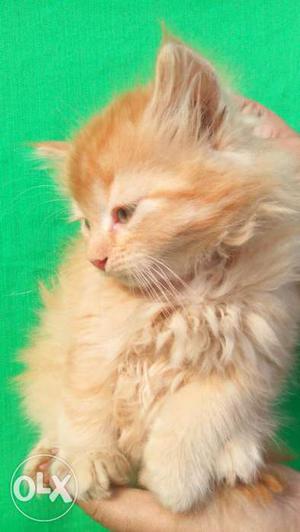 Premium Persian cat kitten sell in Delhi noida CASH ON