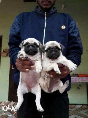 Pug Charming personality all top breeds available